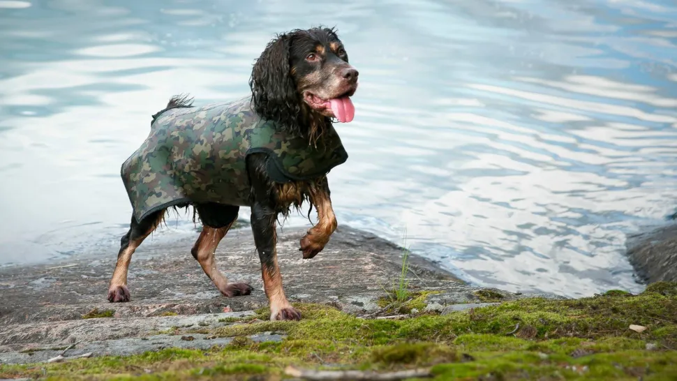 Dogtech Retriever Camo