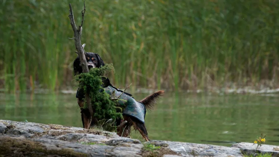 Dogtech Retriever Camo