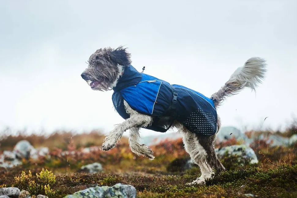 Non-stop Dogwear Beta Pro Raincoat Black/Purple