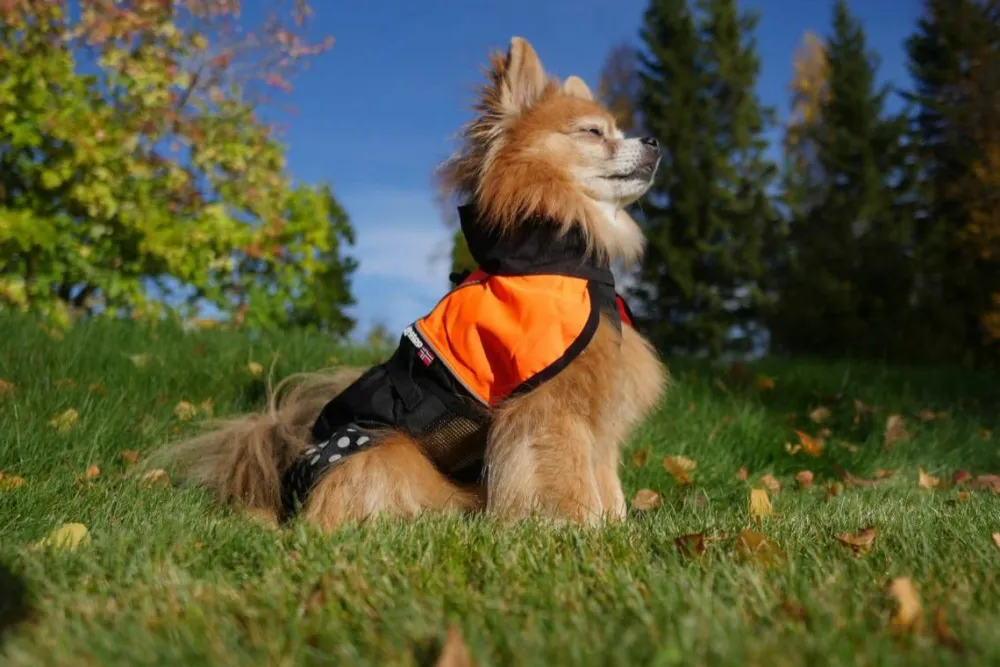 Discount Beta Pro Raincoat Black/ Hund