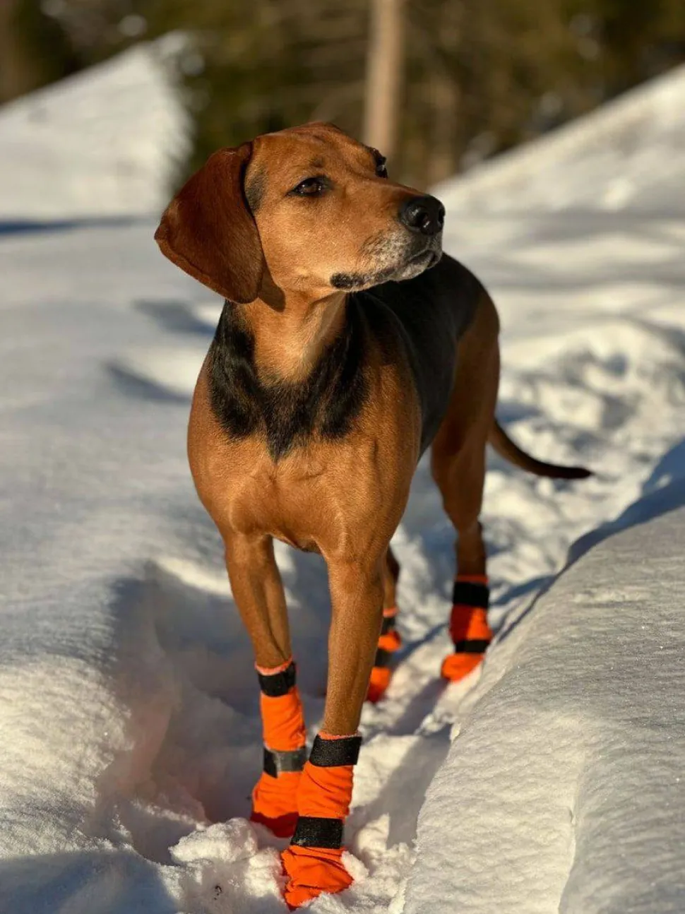 Non-stop Dogwear Contact Bootie High Orange