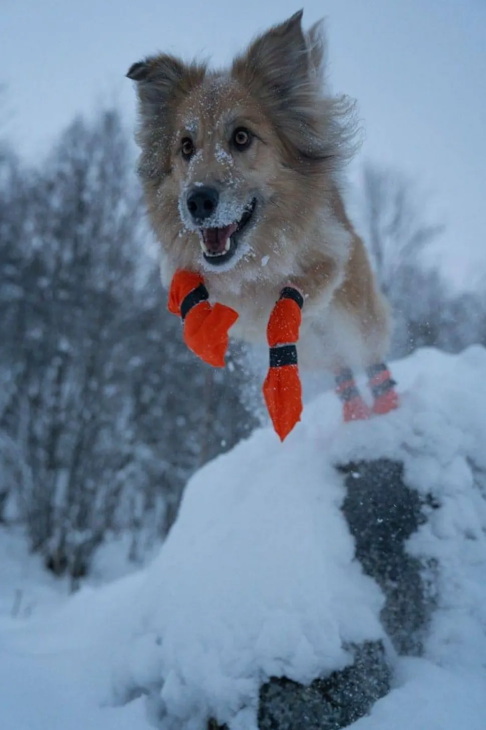Non-stop Dogwear Contact Bootie High Orange