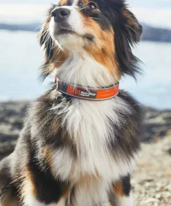 Non-stop Dogwear Cruise Collar orange Clearance