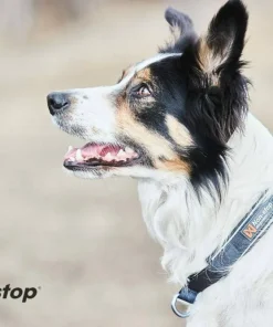 Non-stop Dogwear Cruise Collar orange Clearance