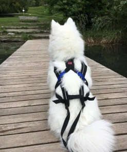 Sale Freemotion Harness Hund