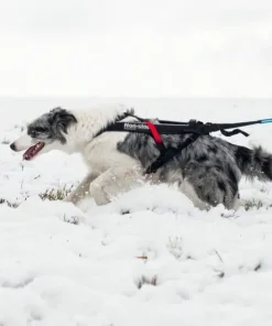 Sale Freemotion Harness Hund