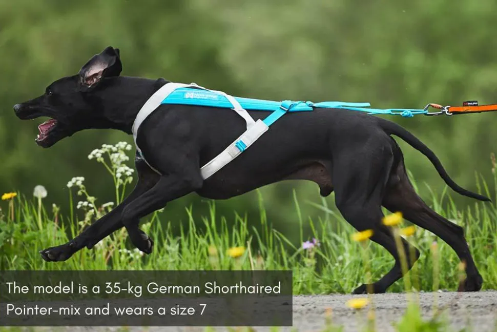 Non-stop Dogwear Freemotion Harness 5.0 Size 4 Blue/Grey