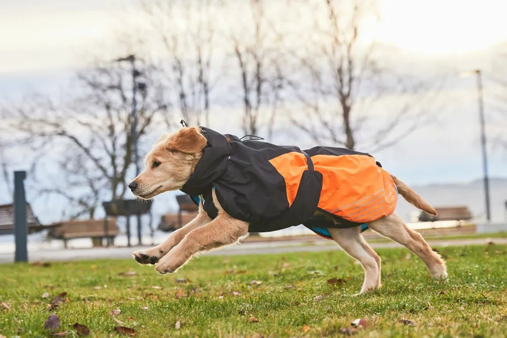 Non-stop Dogwear Glacier Dog Jacket 2.0 - Small Sizes black/orange New