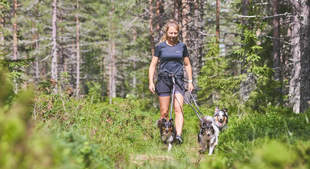 Sale Line Harness 5.0 Hund