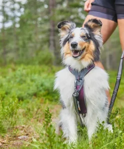Sale Line Harness 5.0 Hund