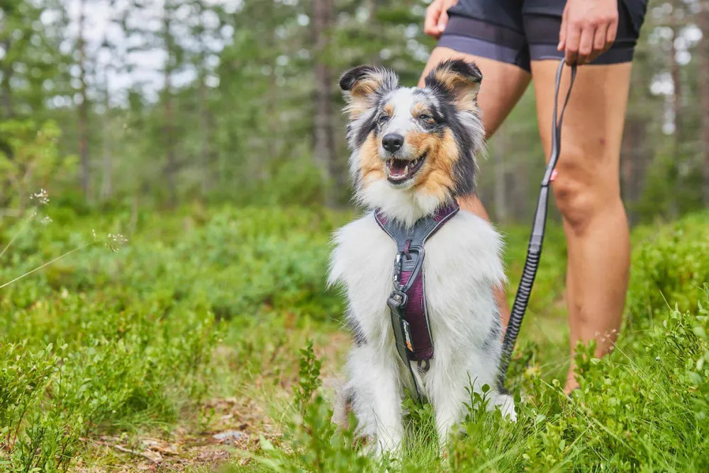 Sale Line Harness 5.0 Hund