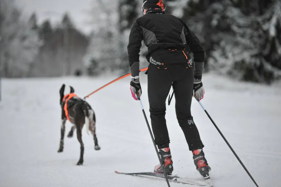Non-stop Dogwear Løype Belt Pro Black