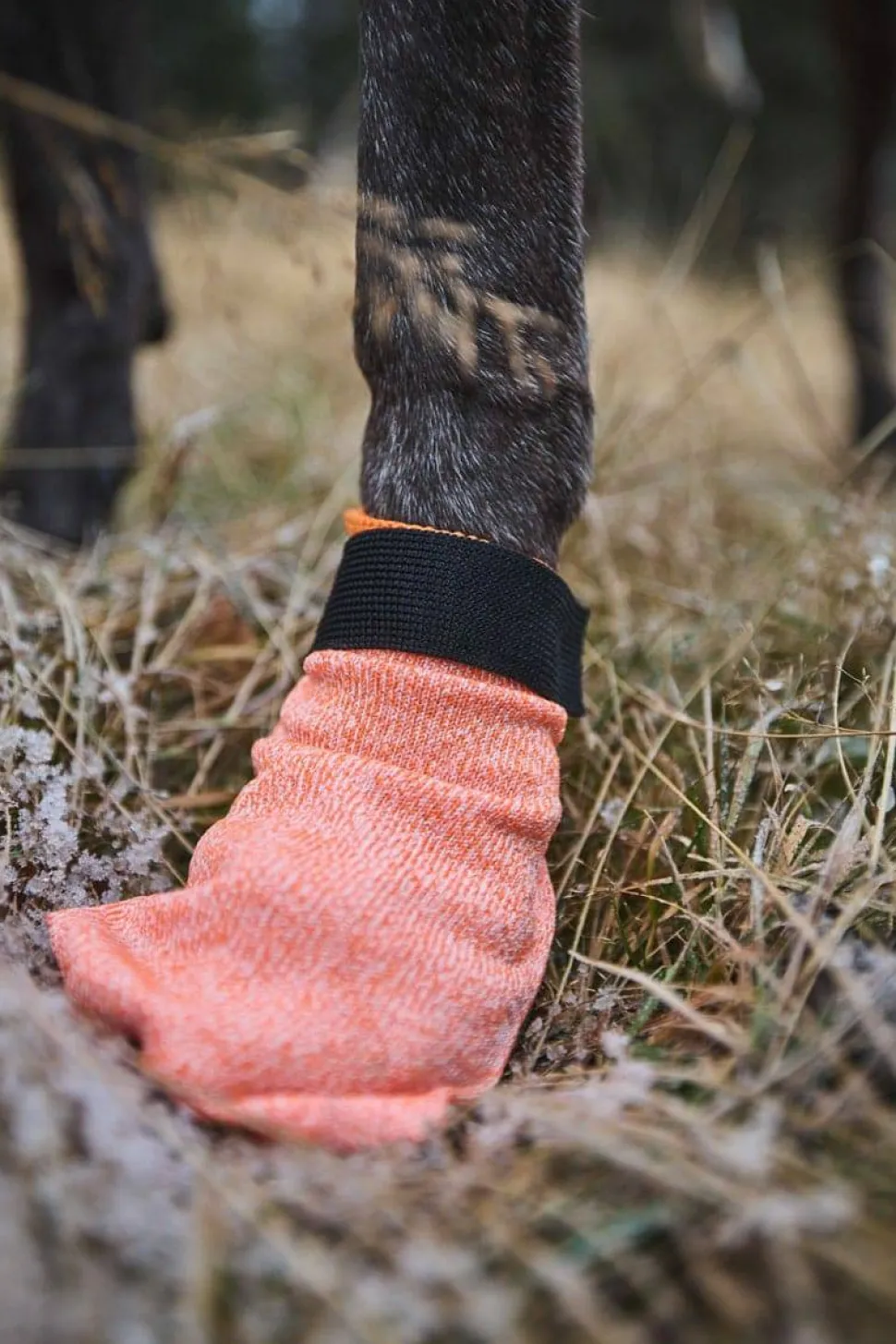 Non-stop Dogwear Protector Light Socks Orange