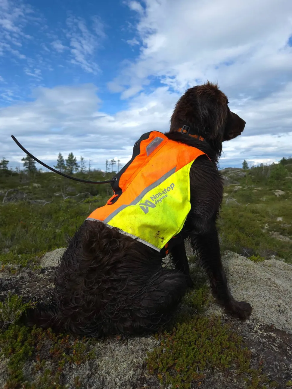 Non-stop Dogwear Protector Vest GPS 2.0 Orange
