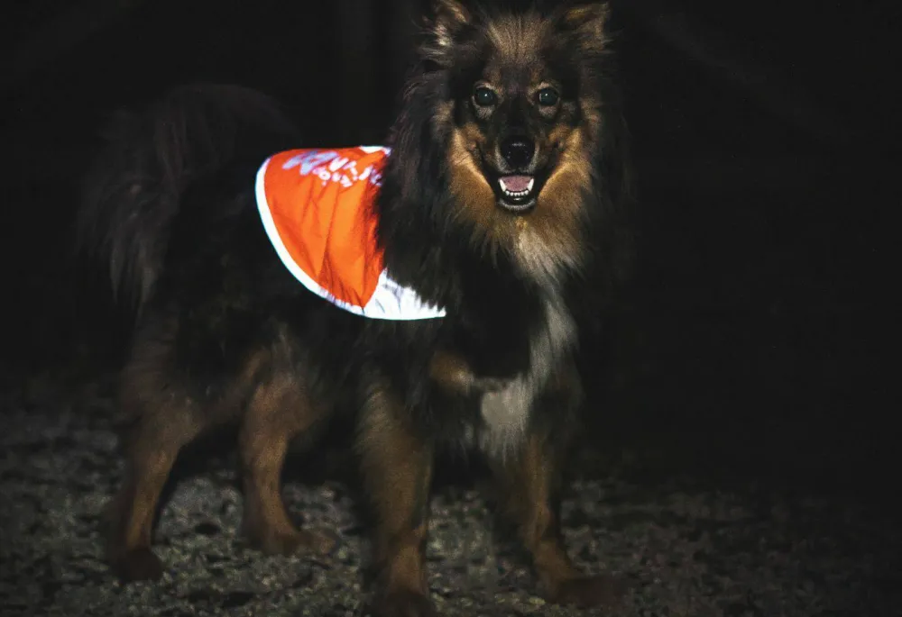 Non-stop Dogwear Reflection Blanket orange Outlet