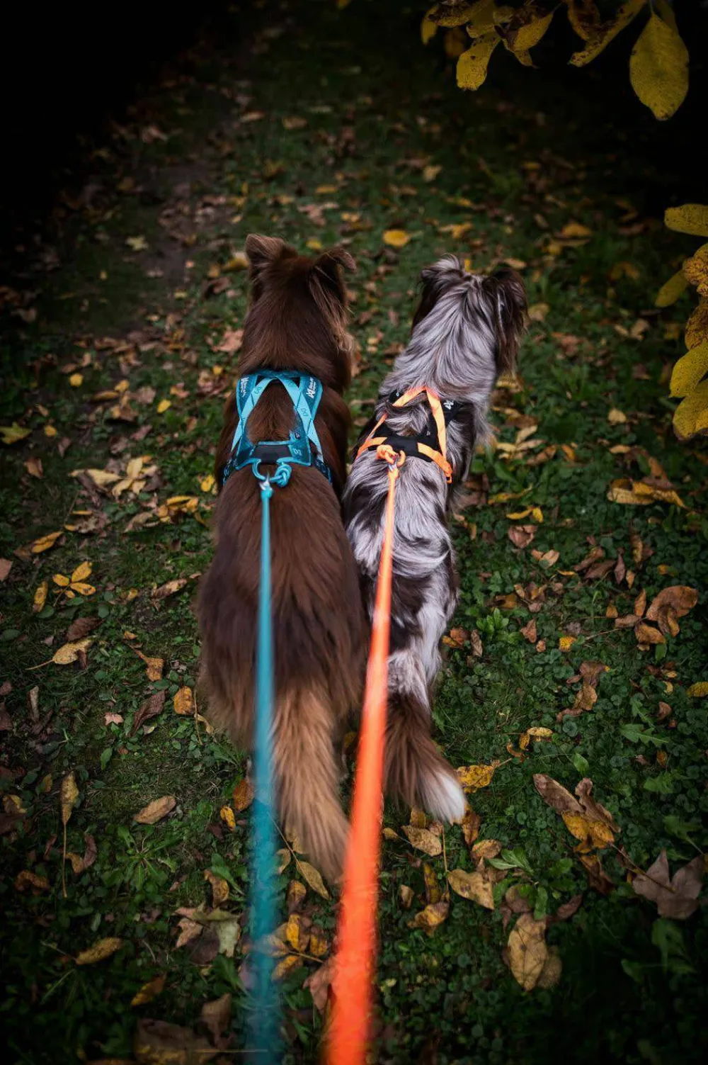 Non-stop Dogwear Rush Harness Teal New
