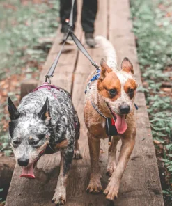 Non-stop Dogwear Touring Double, Wide Screw-Lock grey Best