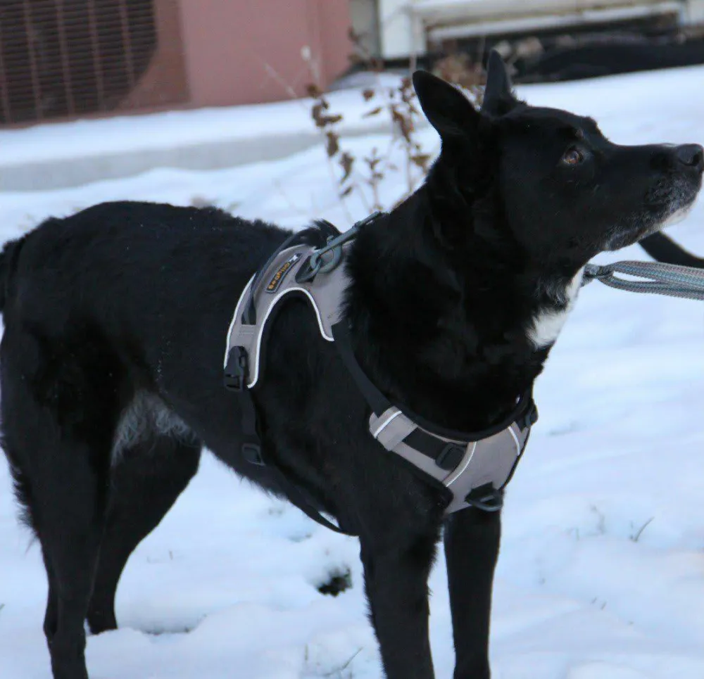 OllyDog Alpine Reflective Harness Flint Hot