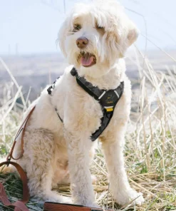OllyDog Alpine Reflective Comfort Harness Dream Camo