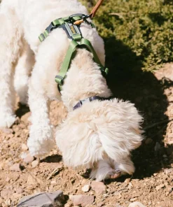 OllyDog Alpine Reflective Comfort Harness Cactus