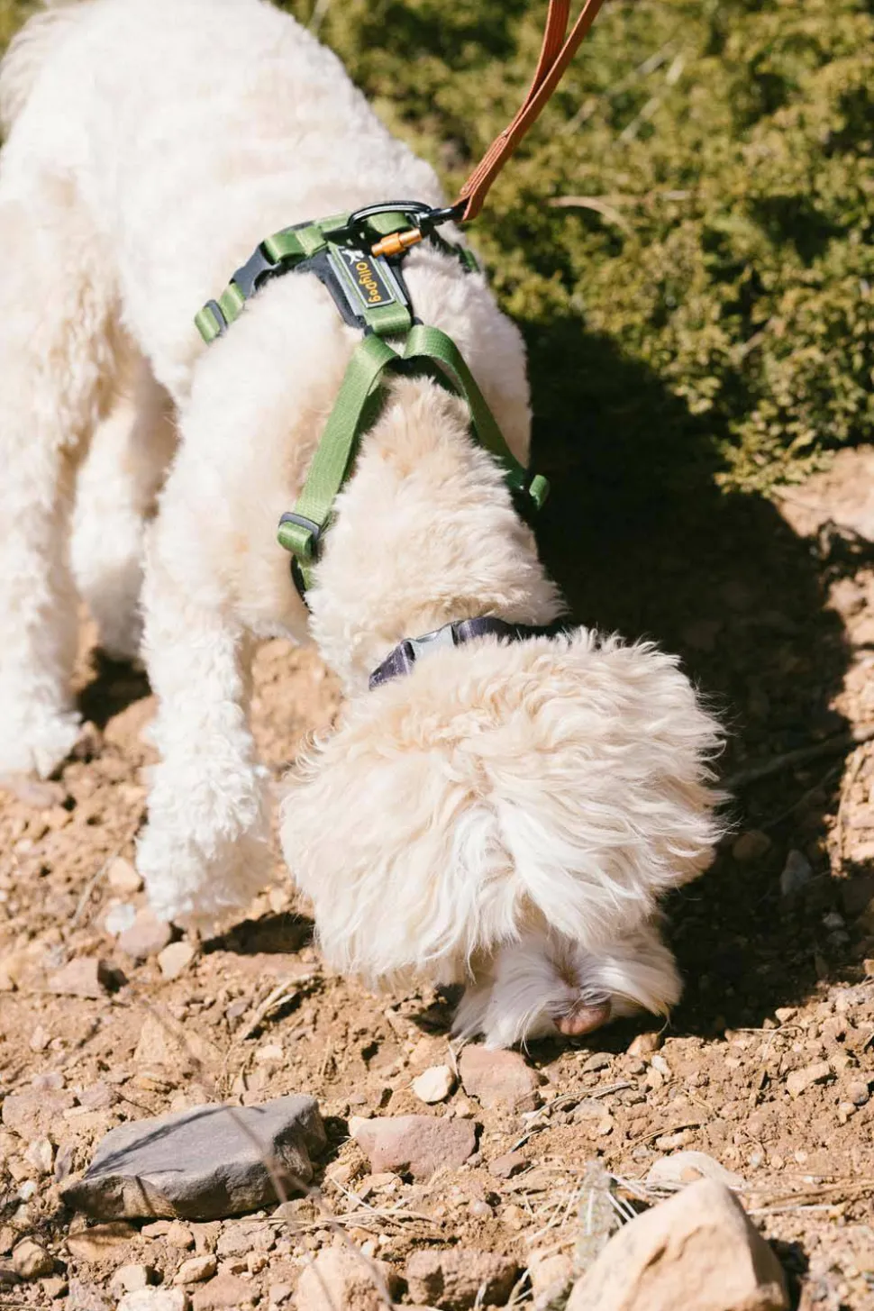 OllyDog Alpine Reflective Comfort Harness Cactus