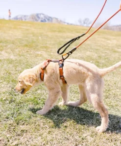 Hot Alpine Reflective Comfort Harness Hund