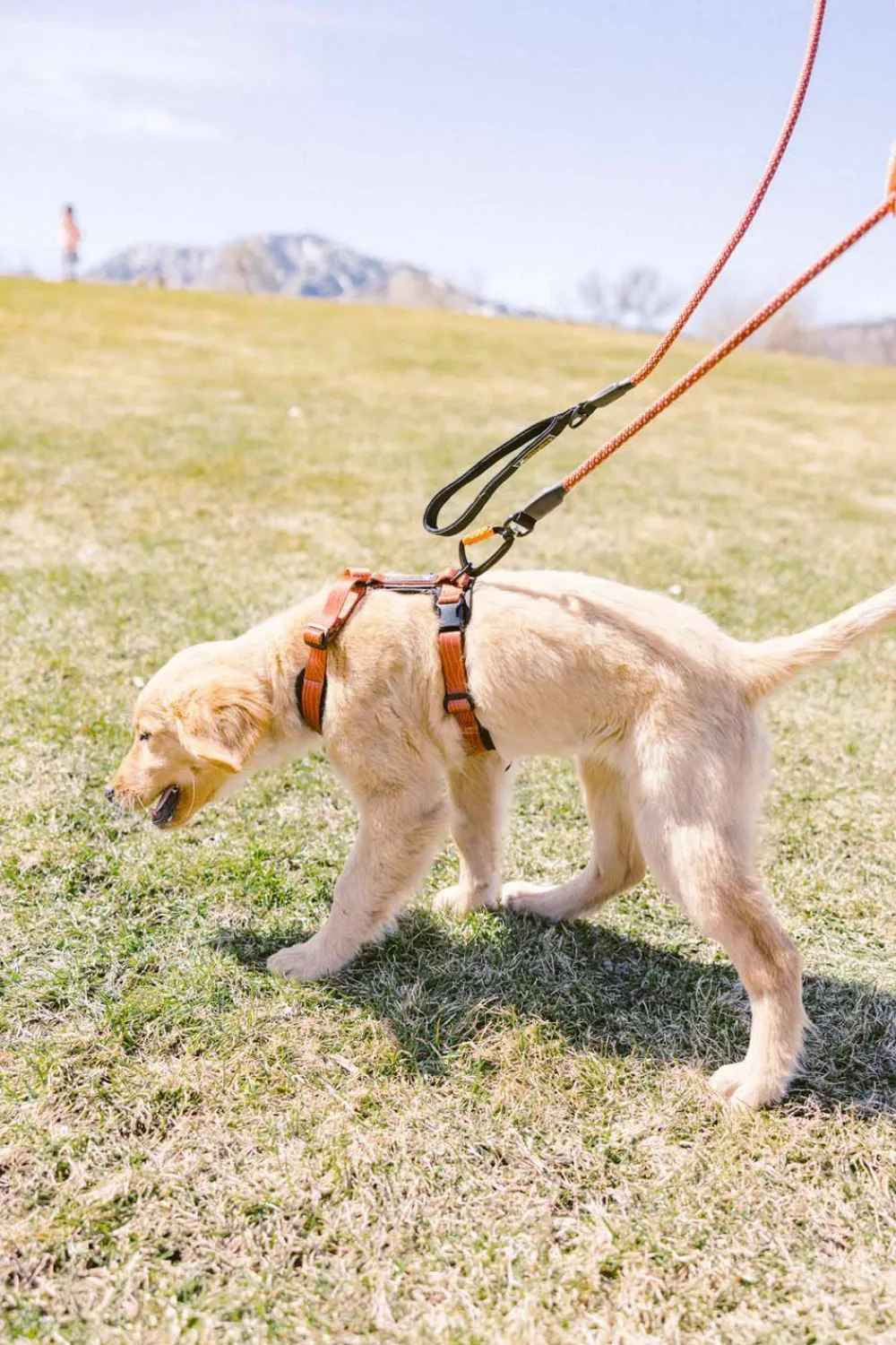 Hot Alpine Reflective Comfort Harness Hund