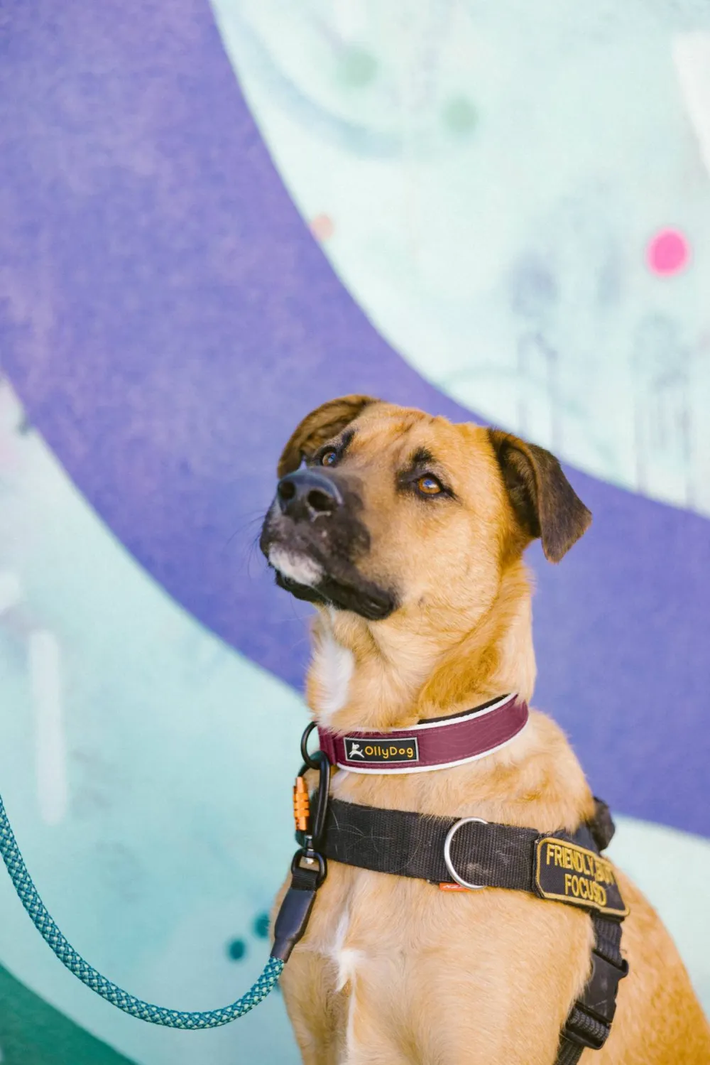 OllyDog Flagstaff Reflective Comfort Collar Rosewood Online