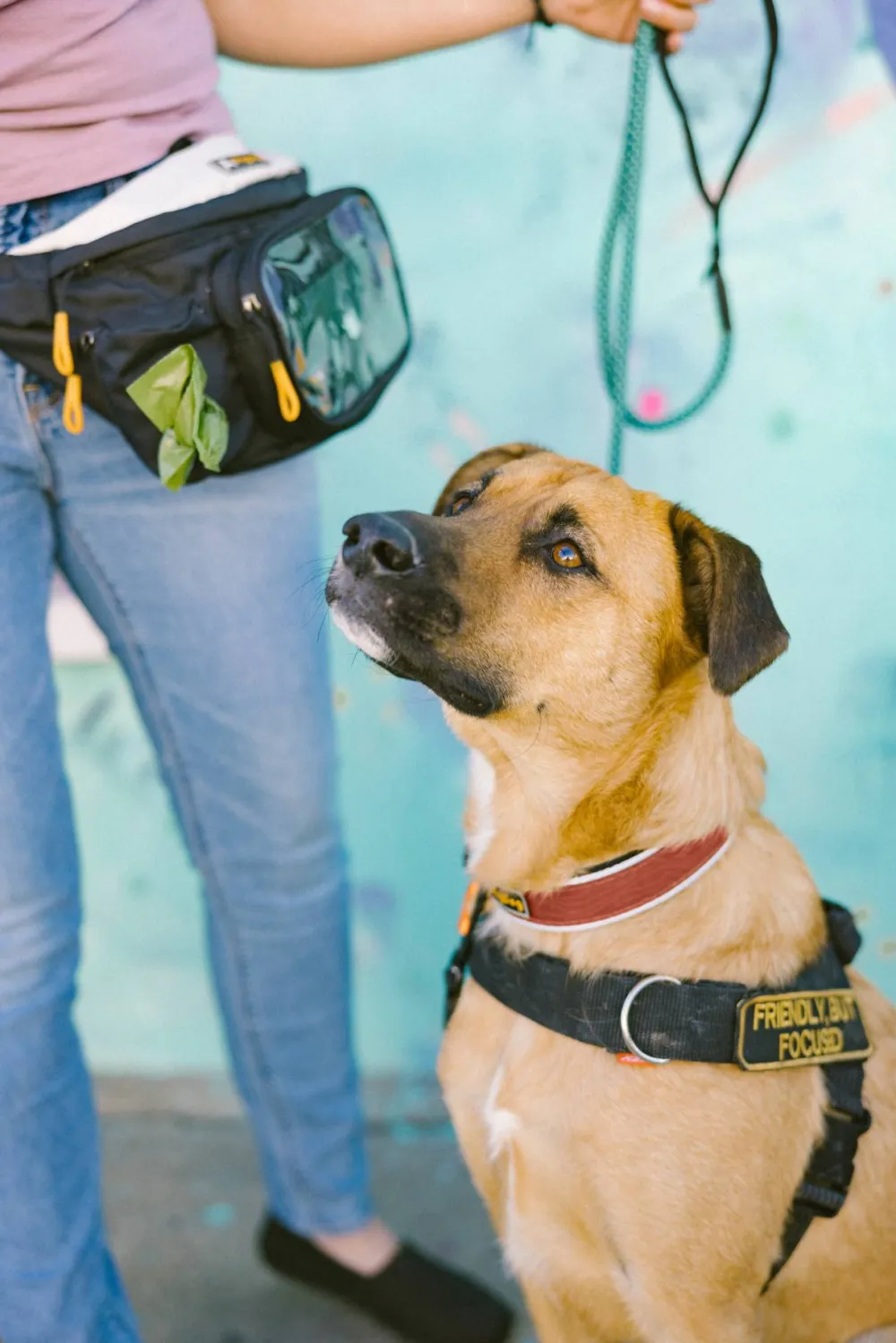 Hot Flagstaff Reflective Comfort Collar Hund
