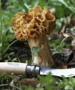 Sale Mushroom Knife N°08 Verktyg & Redskap