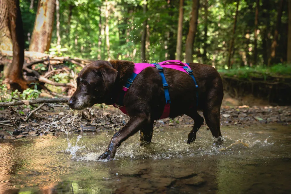 Ruffwear Flagline™ Harness Alpenglow Pink Discount