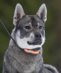 Hot Artemis Black Elektronik|Hund